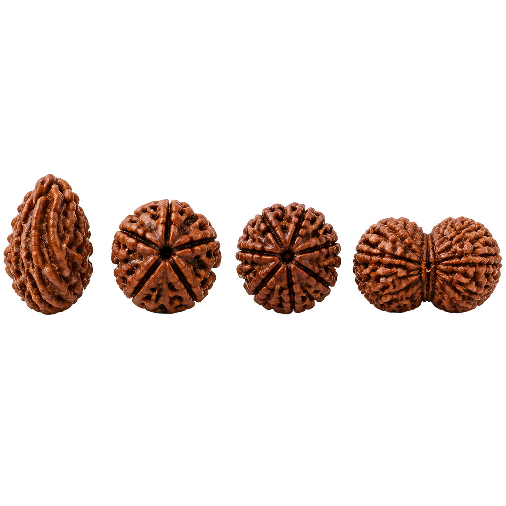Rudraksha Mukhi